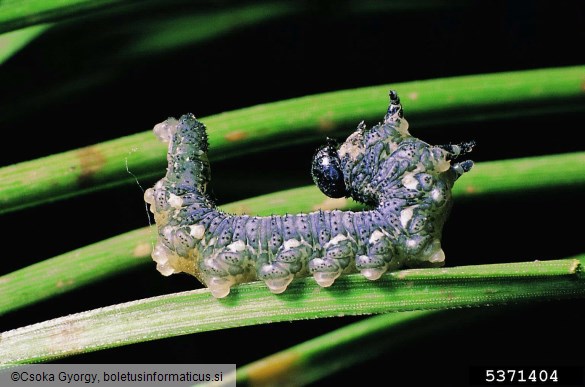 rjava borova grizlica (<i>Neodiprion sertifer</i>)