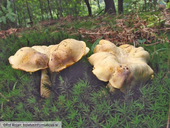 Cantharellus cibarius var. amethysteus