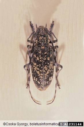 <i>Monochamus saltuarius</i>