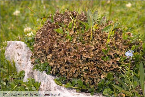 Cetraria islandica