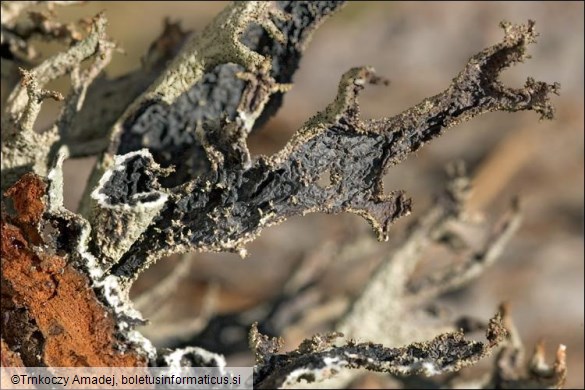 Pseudevernia furfuracea