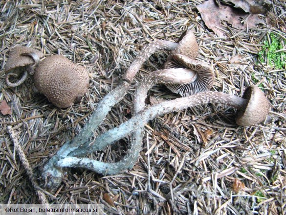 Inocybe calamistrata