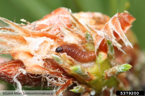 zavijač borovih poganjkov (<i>Rhyacionia buoliana</i>) na <i>Pinus</i> spp.