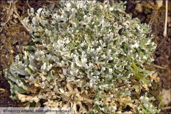 Cladonia foliacea