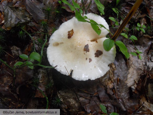 Hygrophorus eburneus