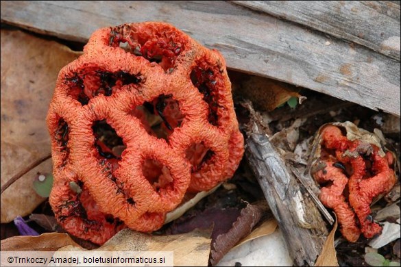 Clathrus ruber