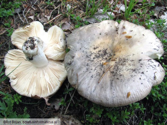 Russula medullata