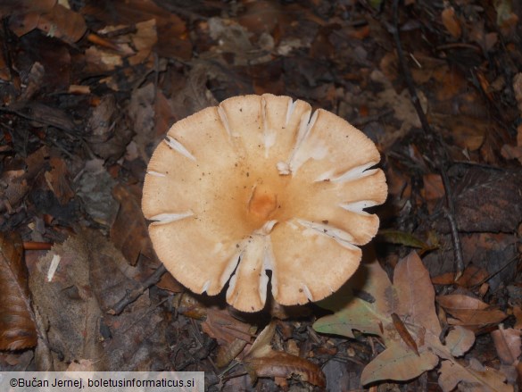 Clitocybe gibba