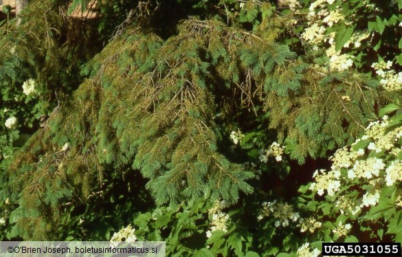 <i>Rhizosphaera kalkhoffii</i> na <i>Picea glauca</i>