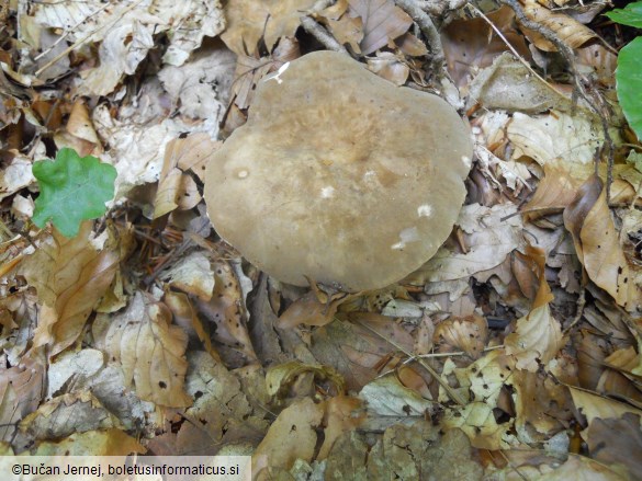 Lactarius fuliginosus