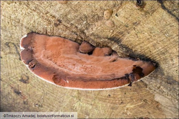 Ganoderma applanatum