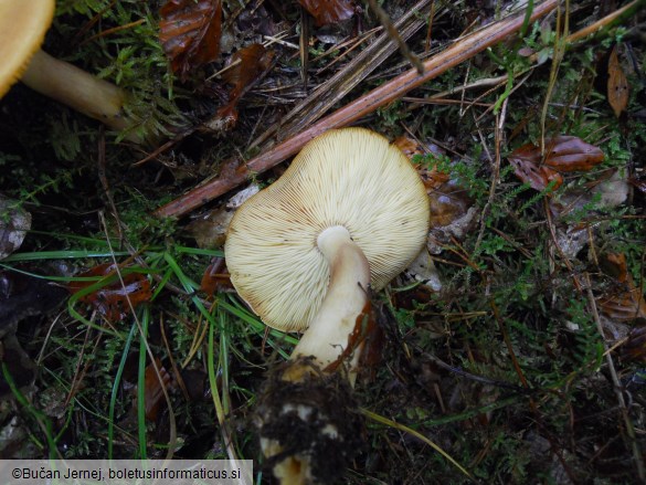 Tricholomopsis rutilans