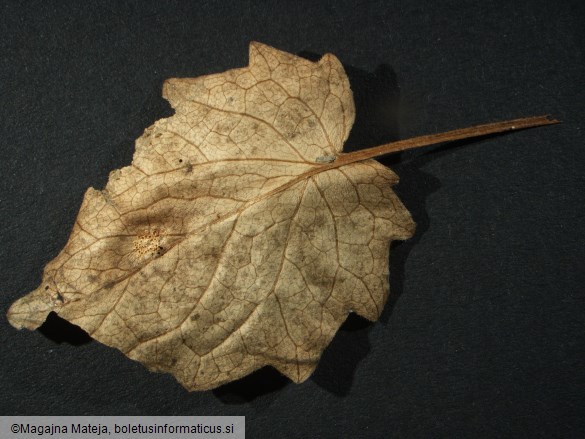 Aecidium valerianearum 