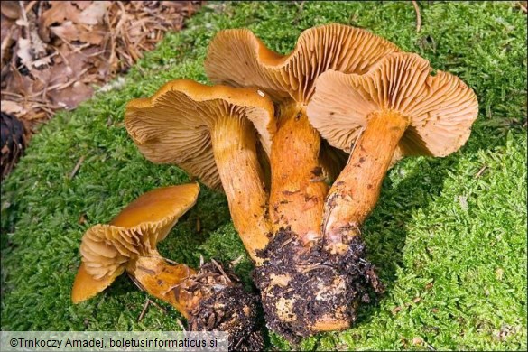 Cortinarius callisteus