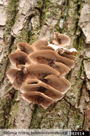 osmojena bjerkandera (<i>Bjerkandera adusta</i>) na <i>Castanea sativa</i>