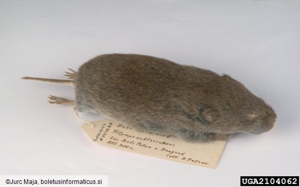 vrtna voluharica (<i>Microtus subterraneus</i>)