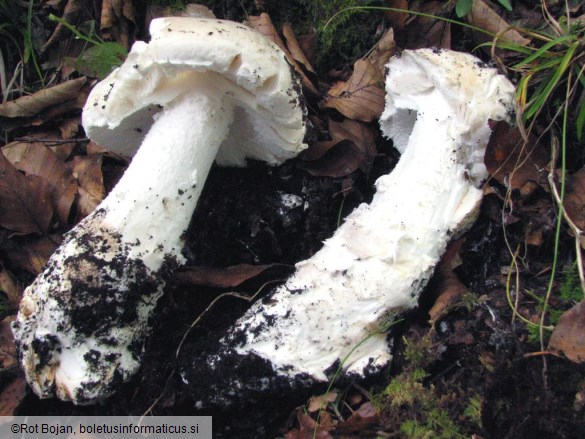 Amanita strobiliformis