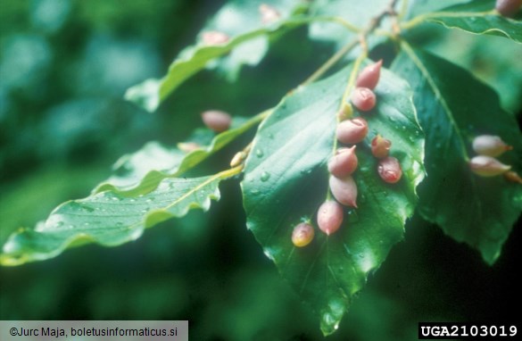 velika bukova listna hržica (<i>Mikiola fagi</i>) na <i>Fagus sylvatica</i>