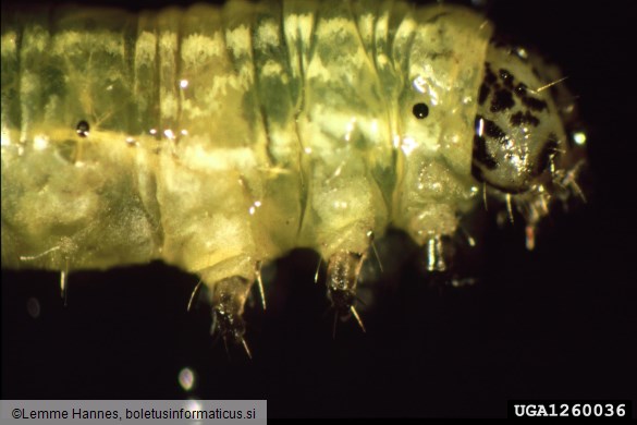 <i>Operophtera fagata</i>