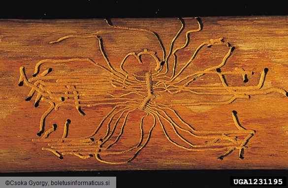 mali črni jesenov ličar (<i>Hylesinus oleiperda</i>)