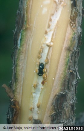 dvanajsterozobi borov lubadar (<i>Ips sexdentatus</i>) na <i>Pinus nigra</i>