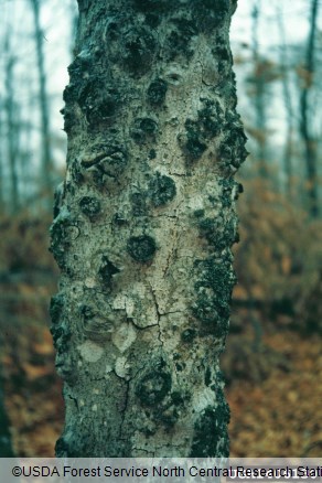 škrlatna bradavička (<i>Nectria coccinea</i>) na <i>Fagus grandifolia</i>