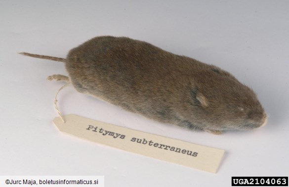 vrtna voluharica (<i>Microtus subterraneus</i>)