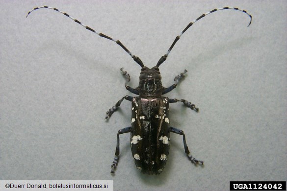 azijski kozliček (<i>Anoplophora glabripennis</i>)
