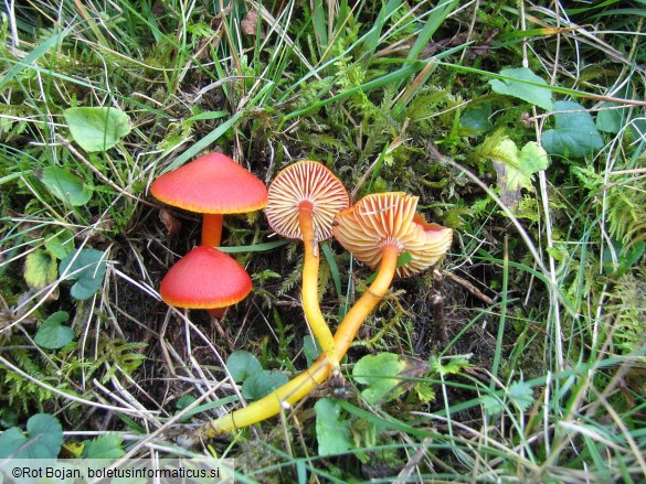 Hygrocybe coccinea
