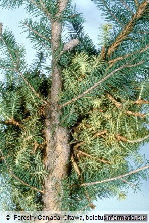 Smrekov metličasti rak