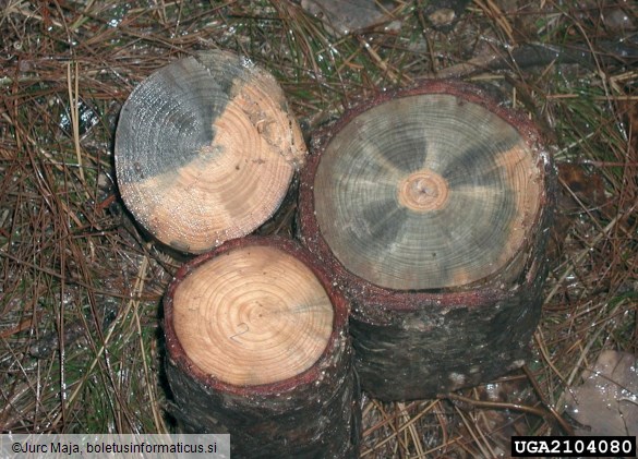 dvanajsterozobi borov lubadar (<i>Ips sexdentatus</i>) na <i>Pinus nigra</i>