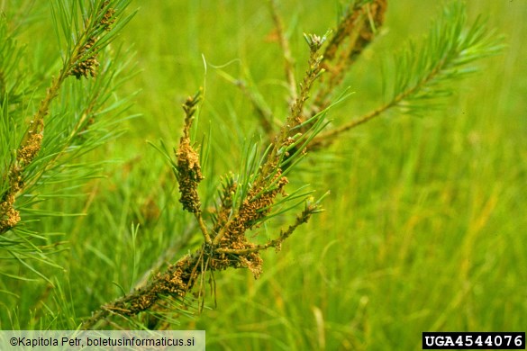 mala borova zapredkarica (<i>Acantholyda hieroglyphica</i>) na <i>Pinus sylvestris</i>