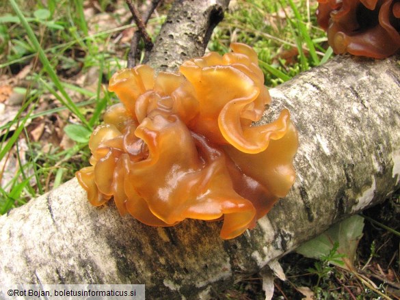 Tremella foliacea