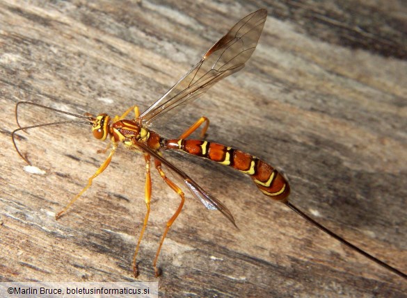 Megarhyssa macrurus