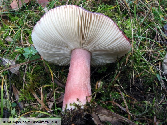 Russula queletii