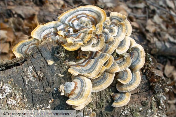 Trametes ochracea