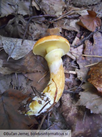 Suillus grevillei