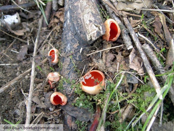 Sarcoscypha coccinea