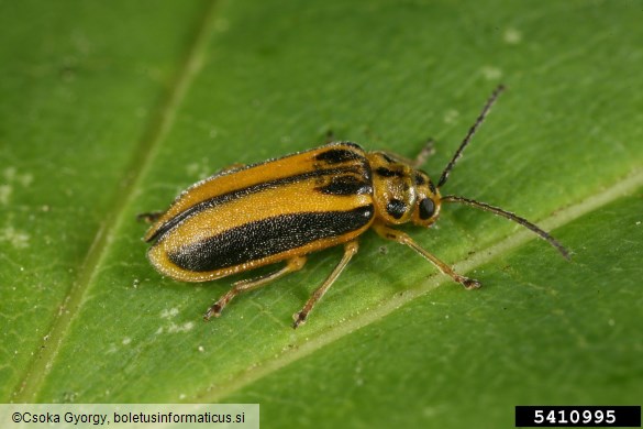 brestovka (<i>Xanthogaleruca luteola</i>) na <i>Ulmus</i> spp.