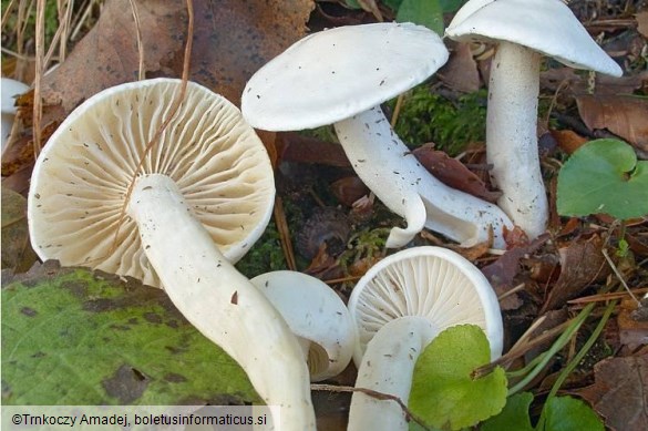 Hygrophorus eburneus