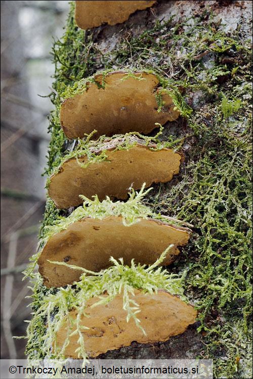 Phellinus conchatus