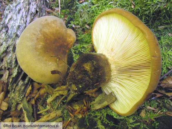 Paxillus atrotomentosus