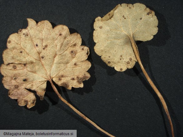 Puccinia glechomae