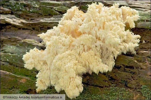 Hericium alpestre