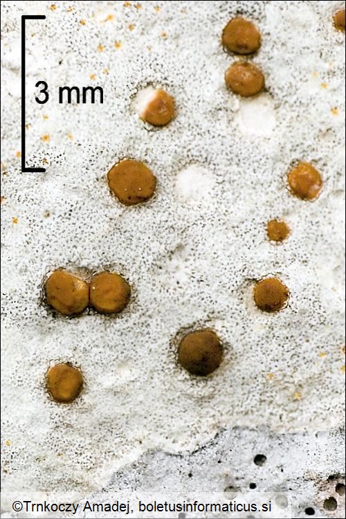 Protoblastenia calva