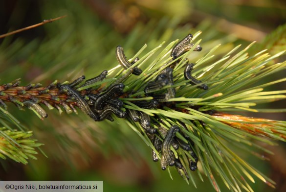 rjava borova grizlica