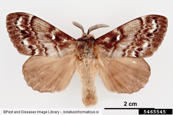 sibirska svilena kokljica