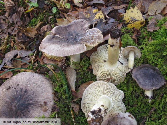 Tricholoma portentosum