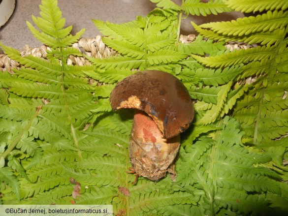 Boletus erythropus