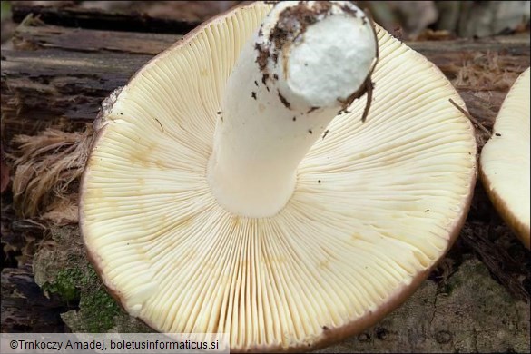 Russula integra